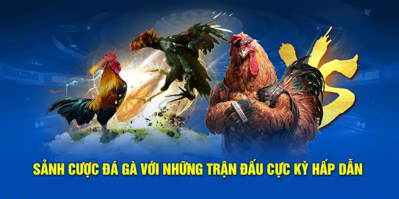 Sảnh đá gà cùng những cuộc tranh tài cực kỳ hấp dẫn